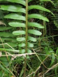 Lomaria spannanghelii (5)