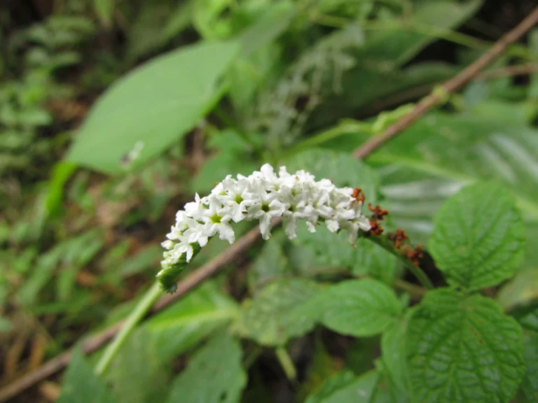 Heliotropium transalpinum (27)