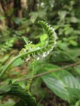 Heliotropium transalpinum (25)