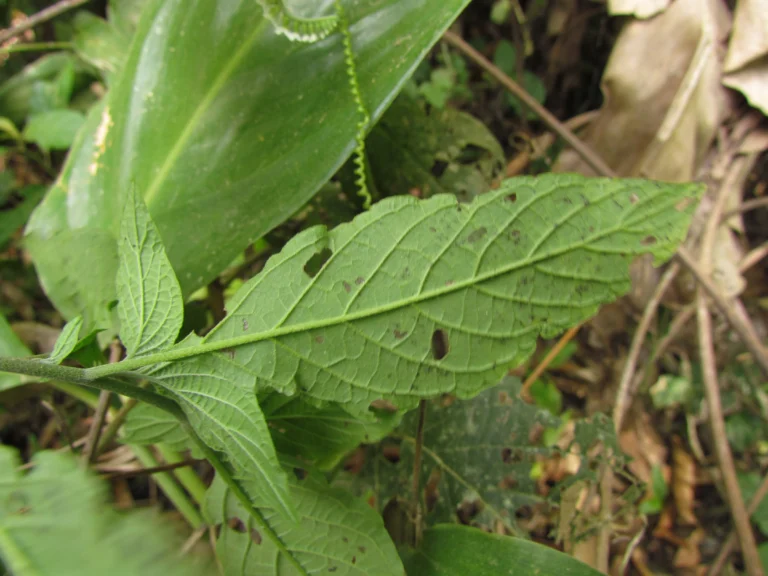 Heliotropium transalpinum (23)