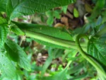 Heliotropium transalpinum (21)