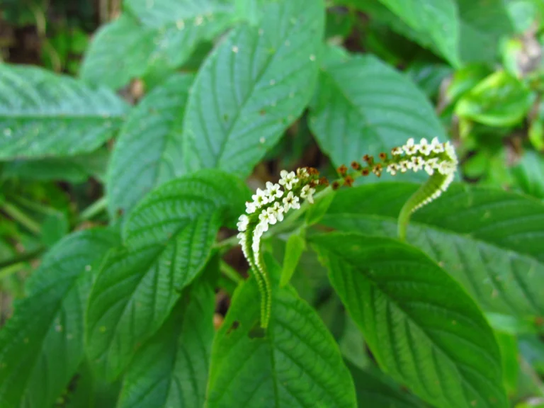 Heliotropium transalpinum (19)