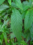 Heliotropium transalpinum (20)