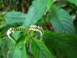 Heliotropium transalpinum (15)