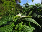 Heliotropium transalpinum (6)
