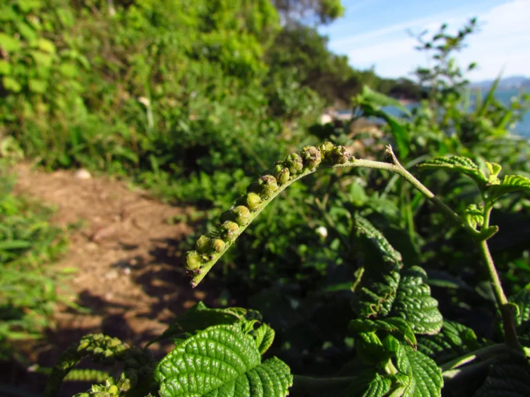Heliotropium transalpinum (7)