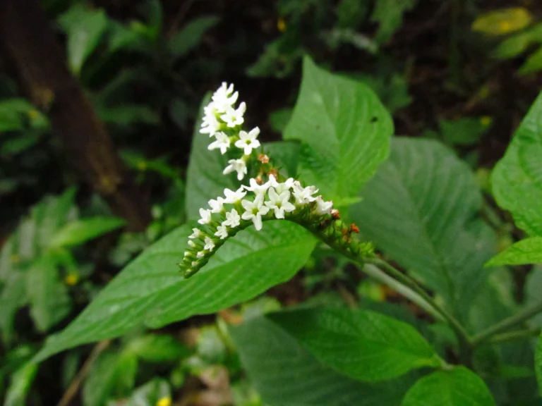 Heliotropium transalpinum (4)