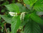 Heliotropium transalpinum (3)