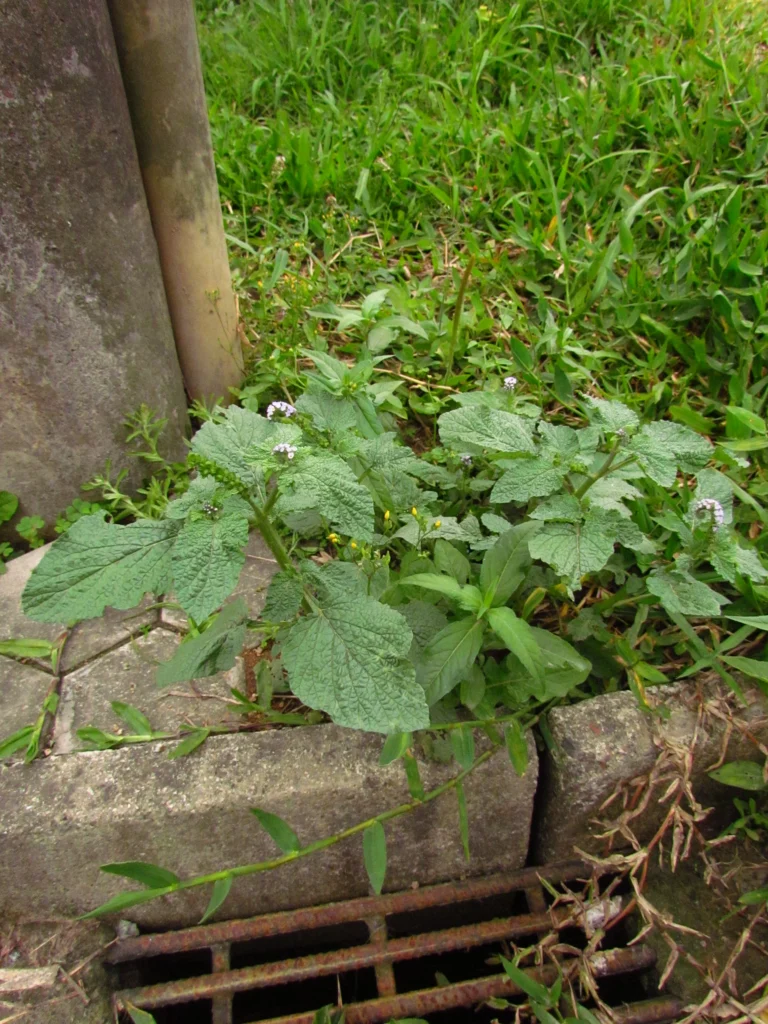 Heliotropium indicum (8)