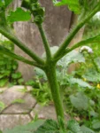 Heliotropium indicum (7)