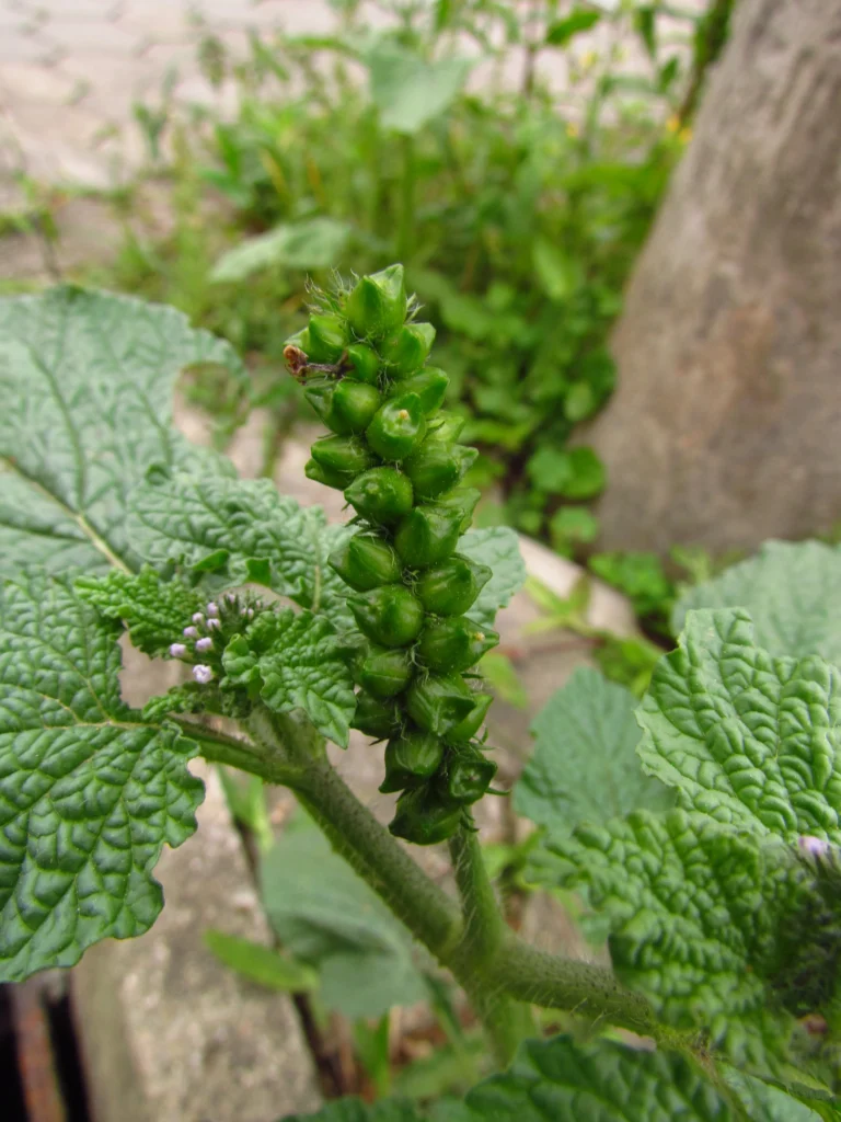 Heliotropium indicum (4)