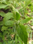 Heliotropium amplexicaule (15)