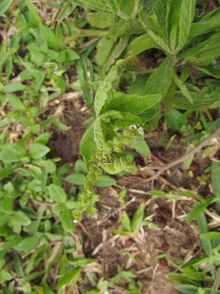 Heliotropium amplexicaule (12)