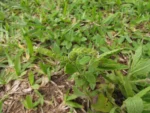 Heliotropium amplexicaule (6)
