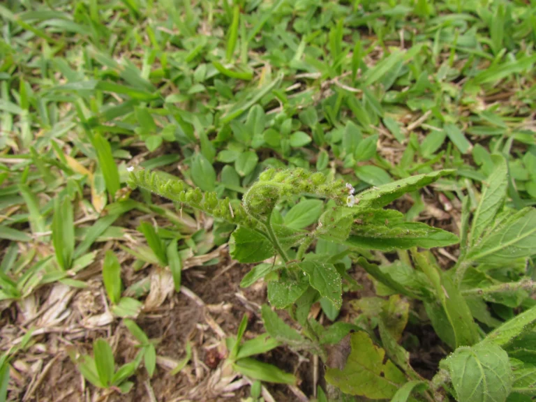 Heliotropium amplexicaule (6)