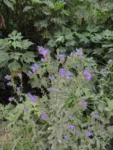 Echium plantagineum (13)