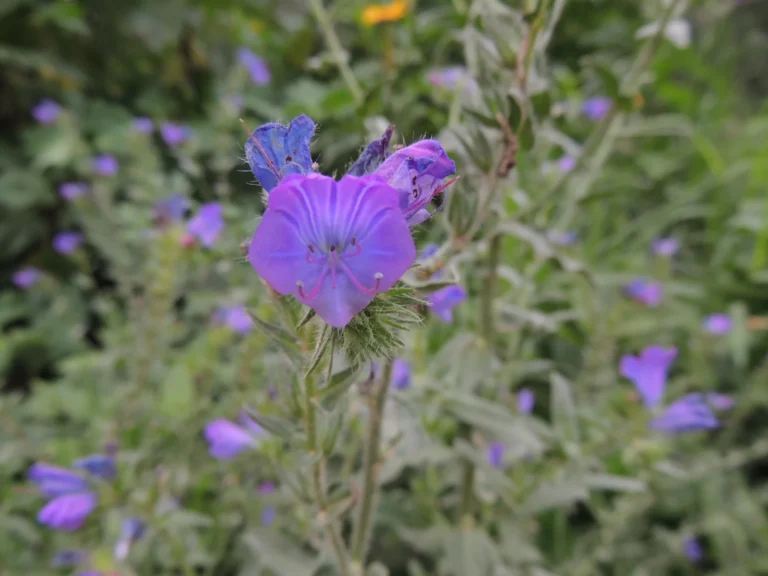 Echium plantagineum (10)