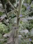Echium plantagineum (7)