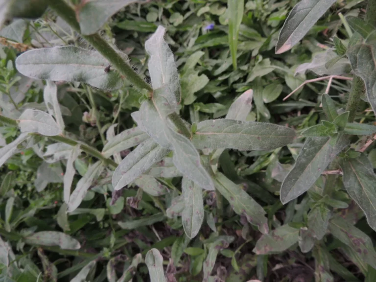 Echium plantagineum (8)