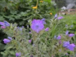 Echium plantagineum (3)