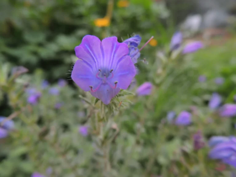 Echium plantagineum (5)