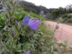 Echium plantagineum (1)