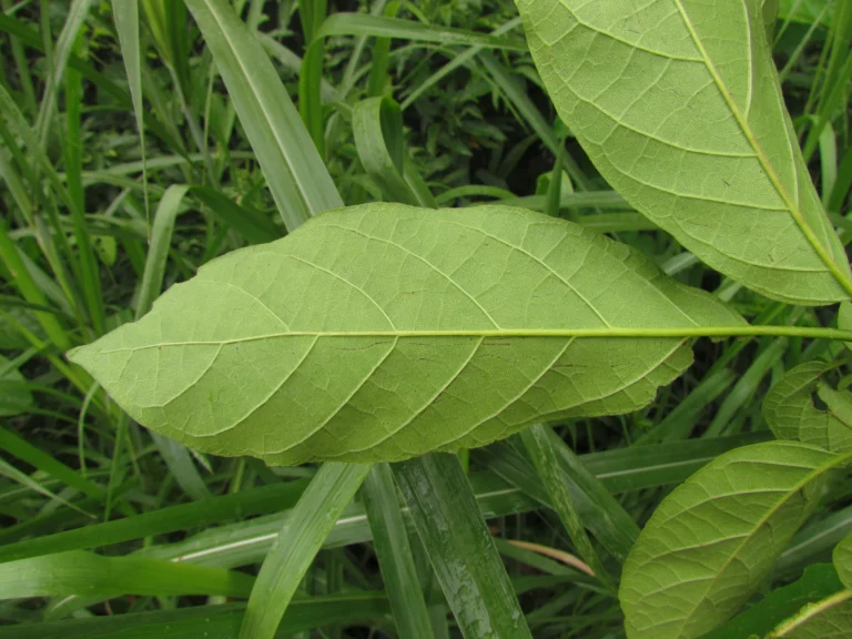 Cordia trichotoma (14)