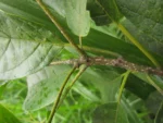 Cordia trichotoma (12)