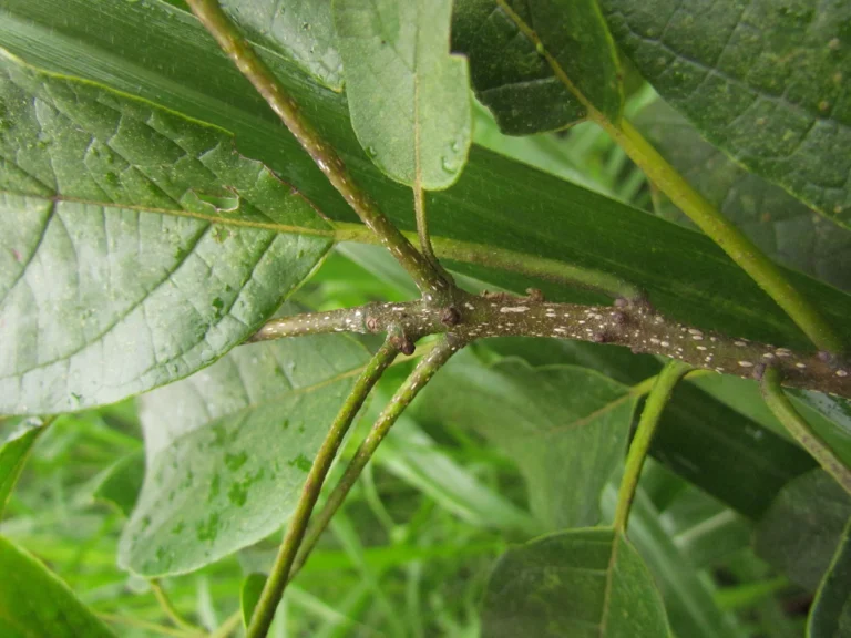Cordia trichotoma (12)