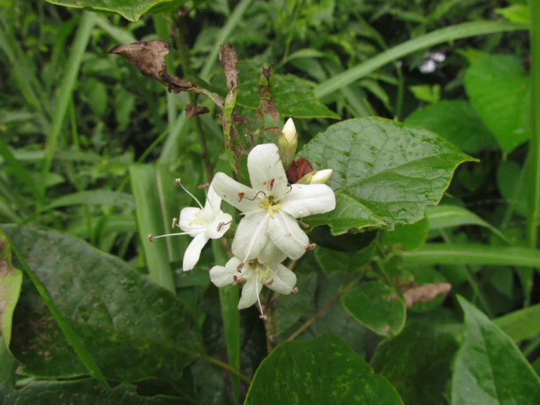 Cordia trichotoma (5)
