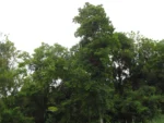 Cordia trichotoma (1)