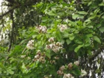 Cordia trichotoma (2)