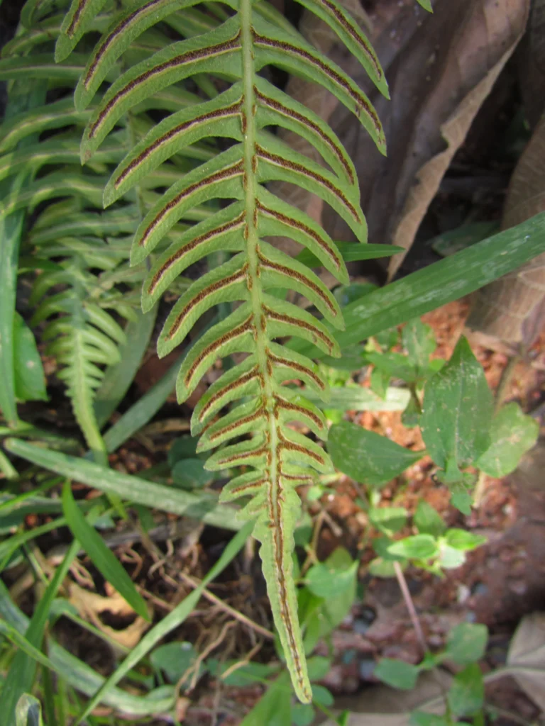 Blechnum occidentale (27)