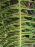 Blechnum occidentale (25)