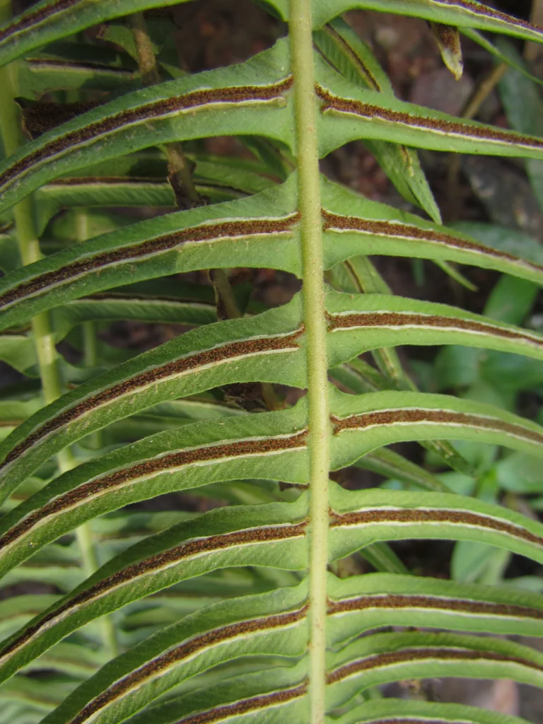 Blechnum occidentale (25)