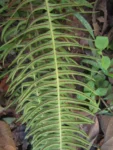 Blechnum occidentale (23)