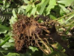Blechnum occidentale (22)