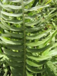 Blechnum occidentale (20)