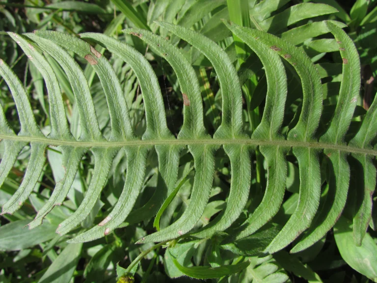Blechnum occidentale (18)