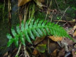 Blechnum occidentale (5)