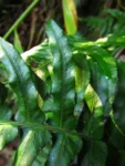 Blechnum occidentale (6)