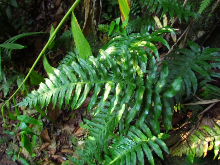 Blechnum occidentale (4)