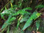 Blechnum occidentale (3)