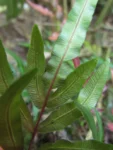 Blechnum gracilis (14)