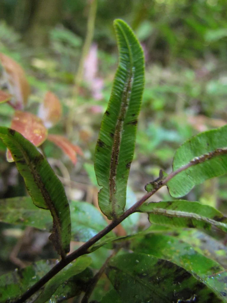 Blechnum gracilis (7)