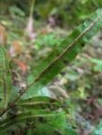 Blechnum gracilis (6)