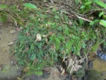 Blechnum gracilis (1)