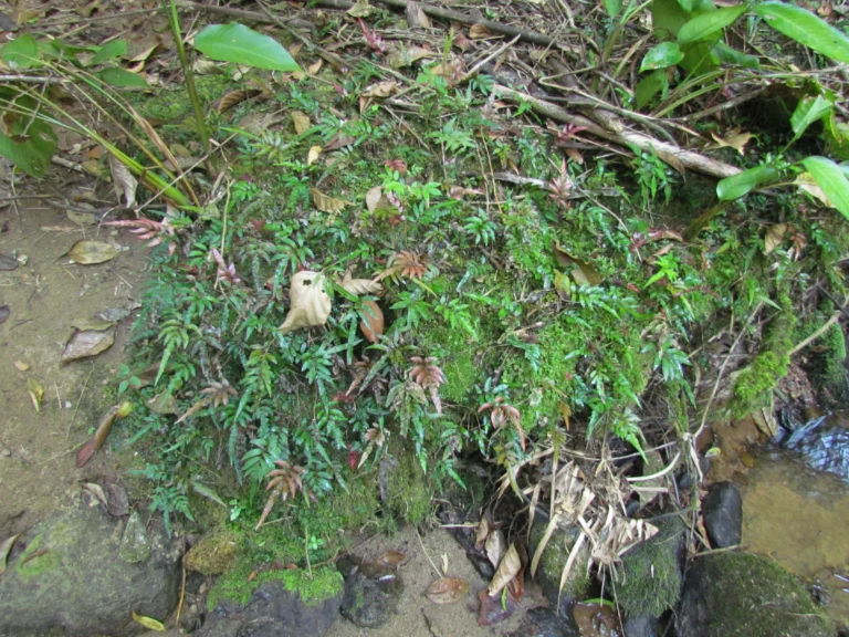 Blechnum gracilis (1)