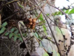 Blechnum australis (14)