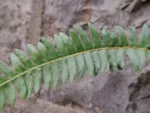 Blechnum australis (7)